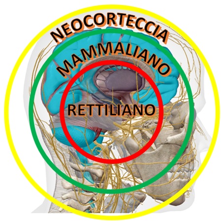 Rettiliano Mammaliano Neocorteccia