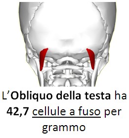 Obliquo della Testa