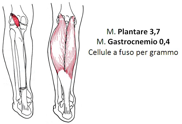 Plantare Gastrocnemio