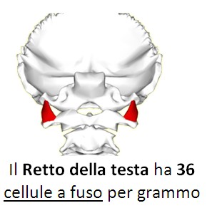 Retto del Collo